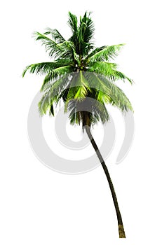 Single coconut tree isolated on white background
