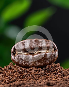 A single coffee bean on coffee grounds.
