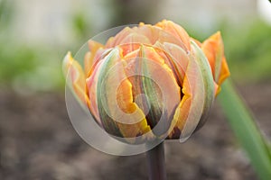 Single color barked beautiful spring orange, red and yellow double flower tulip in bloom in sunlight