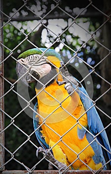 Single colorful blue and yellow macaw or ara chloropterus clings in steel cage