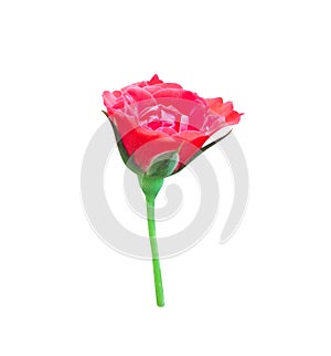Single colorful bud red rose begins to blooming with green leaves and stem isolated on white background , ornamental nature