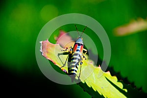 Single colorful grasshopper on leaf