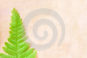 Single colorful green fern leaves on old blank brown grunge paper texture for background ,  copy space