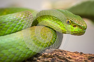 Single colorful green snake