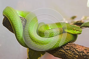 Single colorful green snake photo