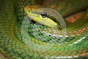 Single colorful green snake