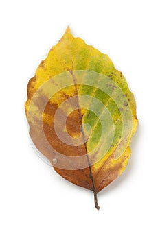 Single common beech leaf in autumn