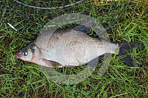 Single common bream fish fish on green grass. Catching freshwater fish and fishing net.