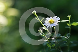 Single Common Daisy Flower under Sunset Light Peaceful Abstract with space for texts