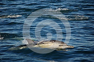 Single Common Dolphin