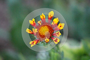 Single Common gaillardia or Gaillardia aristata wildflower with yellow to reddish petals starting to open and flower head with