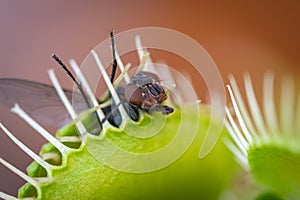 A single common green bottle fly inside venus fly trap