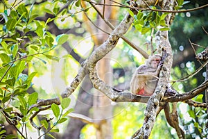 single common hairy grey monkey resting on large tropical tree in open aviary