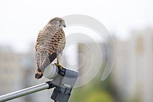 Single Common Kestrel bird