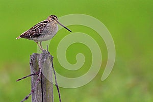 Single Common Snipe bird on a wooden fence stick during a spring nesting period