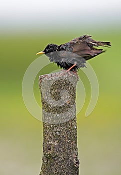 Single Common Starling bird on a fence stick in spring season