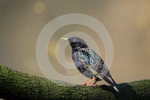 Single Common Starling bird on a tree branch in spring season