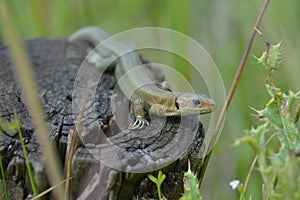 A single common or viviparous lizard basks on a dark wooden post. Looks inquisitively at camera