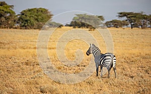 Single common zebra, Equus quagga, in African landscape with tall grass and trees in background