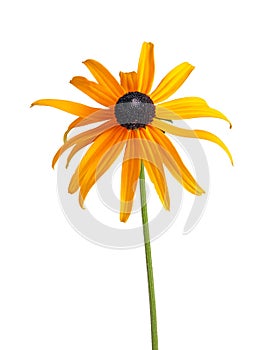 Single compound flower of a Rudbeckia isolated on white