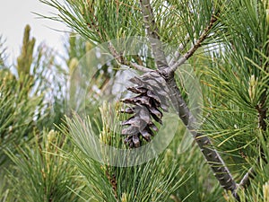 Single cone on the branch of a Macedonian pine photo