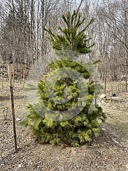 Single Coniferous Tree in forest