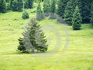 Single coniferous tree in front of forest edge