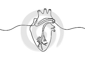 Single continuous line art anatomical human heart silhouette. Isolated heart on white background. Healthy medicine concept design photo