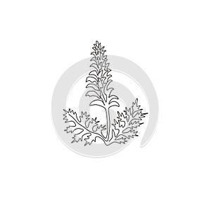 Single continuous line drawing of beauty fresh bear`s breeches for garden logo. Decorative acanthus flower concept for floral