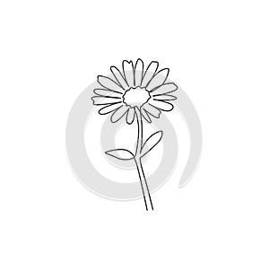 Single continuous line drawing of beauty fresh bruisewort. Printable decorative common daisy flower concept for home wall decor photo