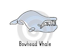 Single continuous line drawing of bowhead whale for marine company logo identit