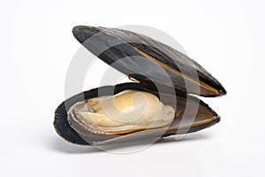 Single cooked mussel