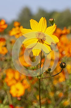 Single Coreopsis grandiflora flower in a field of others