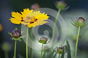 Coreopsis lanceolata flower