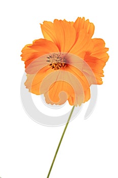 Single Coreopsis lanceolata flower standing