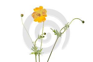 Single Coreopsis lanceolata flower on white