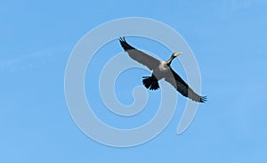 Single Cormorant Flying above in blue skies