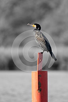 Single cormorant on a red navigation post on the Norfolk Broads