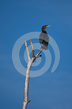 Single cormorant on the top of tall leafless tree on the Norfolk Broads