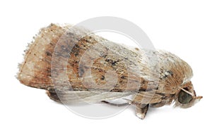 Single corn earworm moth isolated on white