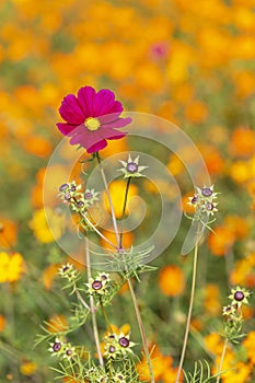 Single cosmos bipinnatus flower