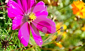 Single cosmos flower with violet petals and yellow pistil   2