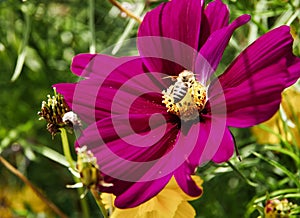 Single cosmos flower with violet petals and yellow pistil