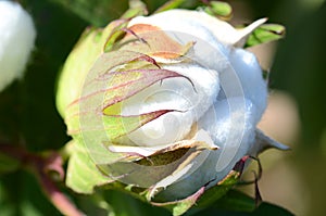 Single Cotton Boll Ready for Harvest