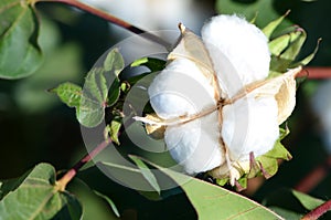 Single Cotton Boll in the warm sun photo
