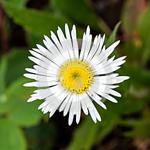 Single Coulter`s Fleabane Flower