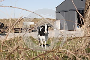 Single cow in front of farm