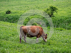 Single Cow On A Meadow