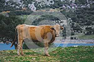 Single cow portrait on the countryside of Greece