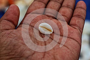single cowrie in hand in nice blur background hd